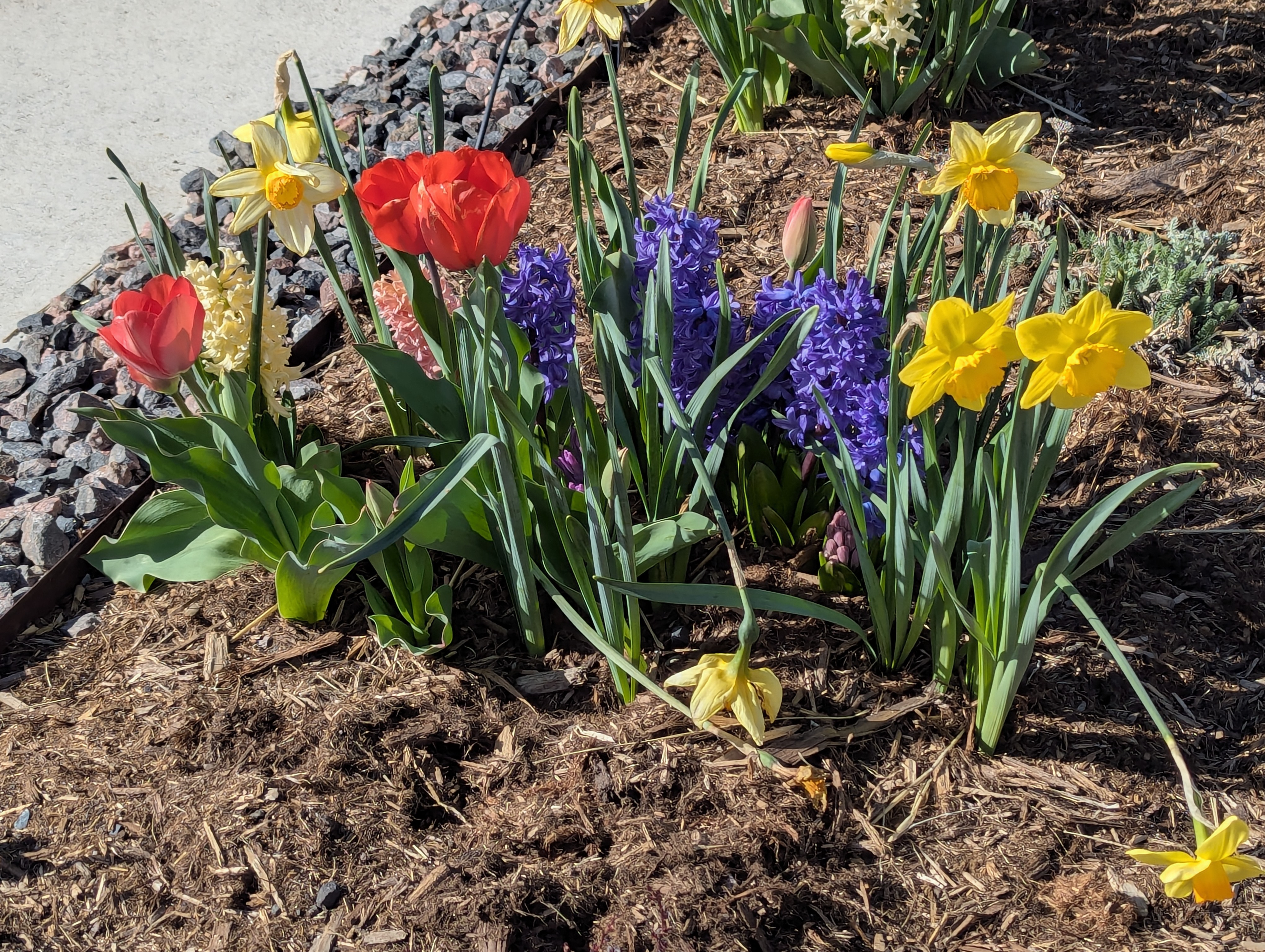 Garden, Flowers, Morrison, Colorado